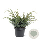 Juniperus chin. 'Blue Alps' 30-40 cm 3,0L