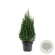 Juniperus chin. 'Stricta' 40-50 cm 3,0L