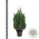 Juniperus chin. 'Stricta' 60-80 cm 7,5L
