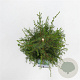 Juniperus comm. 'Suecica' 50-60 cm 3,0L