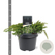 Juniperus conferta 'Schlager' 30-40 cm 3,0L