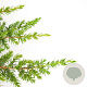 Juniperus conferta 'Schlager' 40-50 cm 5,0L