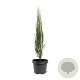 Juniperus s. 'Blue Arrow' 50-60 cm 3,0L