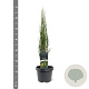 Juniperus s. 'Blue Arrow' 50-60 cm 3,0L