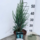 Juniperus s. 'Blue Arrow' 50-60 cm 3,0L