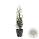 Juniperus s. 'Moonglow' 40-50 cm 3,0L