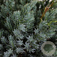 Juniperus squamata 'Meyeri' 30-40 cm 3,0L