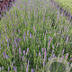 Lavandula ang. 'Hidcote' GM 2,0L
