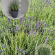 Lavandula ang. 'Hidcote' GM 2,0L