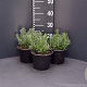 Lavandula ang. 'Munstead' GM 2,0L