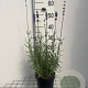 Lavandula ang. 'Munstead' GM 2,0L