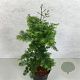 Metasequoia gl. 'Hamlet's Broom' 60-70 cm 30L