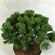 Pinus mugo 'Hnízdo' 25-30 cm 7,5L