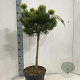Pinus mugo 'Ophir' 50 cm stam 7,5L
