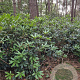 Rhododendron pont. 'Roseum' 150-175 cm met kluit boskwaliteit