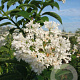 Syringa (V) 'Agnes Smith' 80-100 cm 5,0L