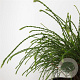 Thuja pl. 'Whipcord' 20-25 cm 3,0L