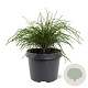 Thuja pl. 'Whipcord' 20-25 cm 3,0L