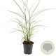 Miscanthus sin. 'Kleine Silbersp.' GM 1.5