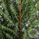 Juniperus communis 'Compressa' 30-40 cm 3,0L