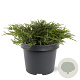 Juniperus communis 'Repanda' 25-30 cm 3,5L