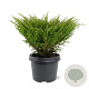 Juniperus horizontalis 'Andorra Compact' 30-40 cm 3,0L