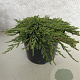 Juniperus horizontalis 'Pancake' 25-30 cm 3,0L