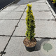 Taxus baccata 'Standishii' 40-50 cm 5,0L