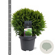 Thuja occidentalis 'Danica Aurea' 30-40 cm 5,0L