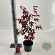 Acer pal. 'Atropurpureum' 30-40 cm 2,0L