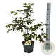 Acer pal. 'Osakazuki' 50-60 cm 4,5L