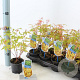Acer pal. 'Sangokaku' 25-30 cm P10,5