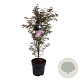 Acer pal. 'Skeeter's Broom' 100-125 cm 14L