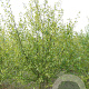 Betula pubescens 400-450 cm draadkluit meerstammig