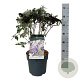 Buddleja d. B. Candy Lila Sweeth. 40-50 cm P26