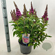 Buddleja d. B. Candy Little Cerise 30-40 cm 5,0L