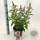 Buddleja d. B. Candy Little Ruby 30-35 cm 3,0L