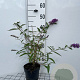 Buddleja d. 'Ile de France' 40-60 cm 2,0L