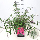 Buddleja d. 'Royal Red' 40 cm 10L