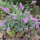 Buddleja d. 'Sophie' GM 2,0L leverbaar