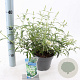 Buddleja Free Petite Snow White 20-25 cm 2,0L
