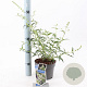Buddleja Free Petite Snow White 20-25 cm 2,0L