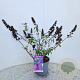 Buddleja Free Petite Tutti Fruitti 40-45 cm 2,5L