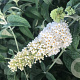 Buddleja 'SRPBUD885' 150-175 cm 40L meerstammig