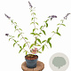 Buddleja weyer. 'Flower Power' 40-50 cm 2,0L