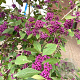 Callicarpa bod. 'Profusion' 170-200 cm cont. 55L extra