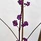 Callicarpa dich. 'Issai' 40-50 cm 3,0L