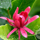 Calycanthus occidentalis 175-200 cm draadkluit struik op Stam