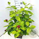 Calycanthus r. 'Hartlage Wine' 80-100 cm 10L