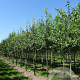 Celtis australis 6-8 HO draadkluit